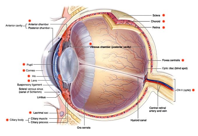 Ocular anatomy cheap